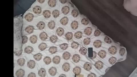 Dan online show from 03.15.26