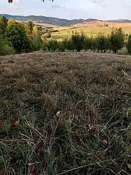 Nishu12356g online show from 09.08.25