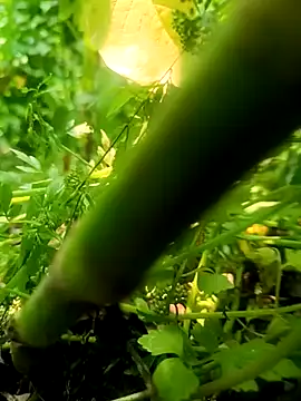 imrandidar22 online show from 03.20.25