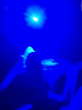 prcalek19 online show from 11.20.25