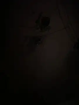 EnricoGio online show from 01.15.26