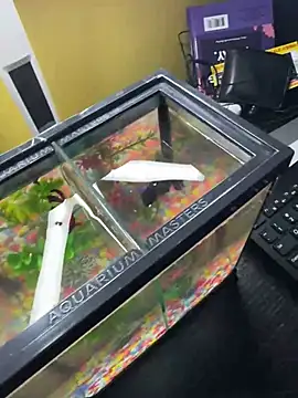 Snapshot of VFuck4U_xxx chatting on 03.10.25 VFuck4U xxx online show from 03.10.25