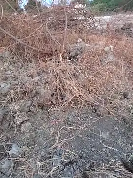 Snapshot of Ajith_mvi chatting on 03.16.26 Ajith mvi online show from 03.16.26