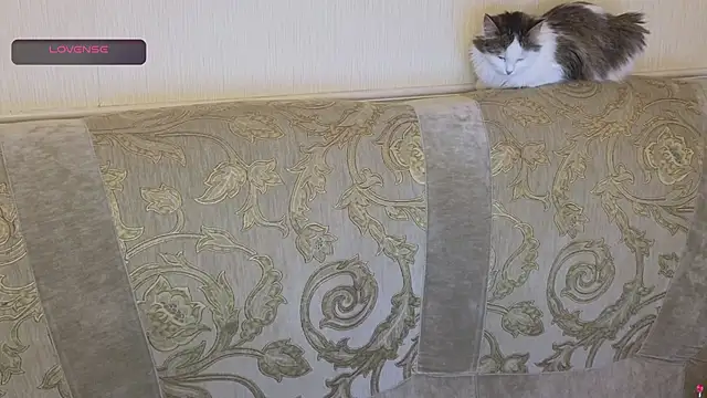 Snapshot of gertanord chatting on 10.26.25 gertanord online show from 10.26.25