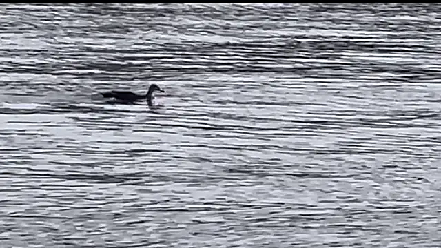 Snapshot of tokimori chatting on 02.28.25 tokimori online show from 02.28.25