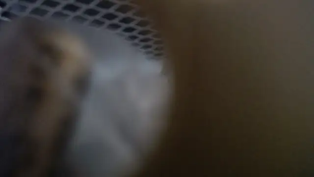 lovense test04 online show from 01.19.26