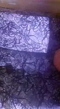 shuhana  online show from 12.16.24