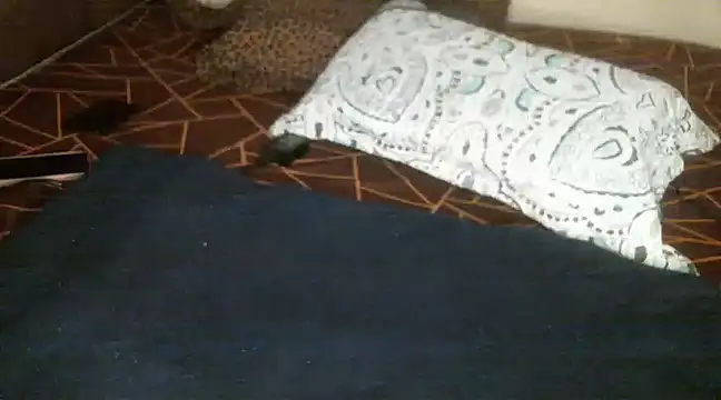 Sweetie pussy online show from 03.18.25