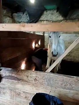 Tortuga95PL online show from 02.12.26