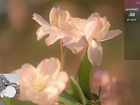 Lovensetest online show from 10.22.25