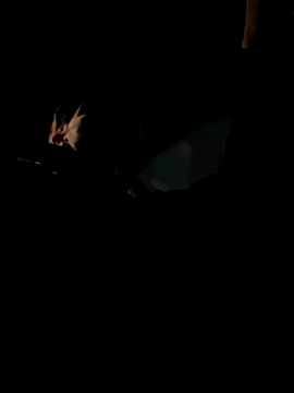 bigmerc online show from 11.21.25