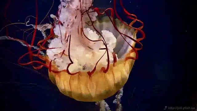 Snapshot of streamy_test11 chatting on 12.04.24 streamy test11 online show from 12.04.24