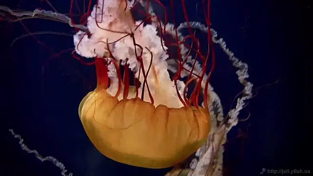 Snapshot of streamy_test11 chatting on 12.05.24 streamy test11 online show from 12.05.24