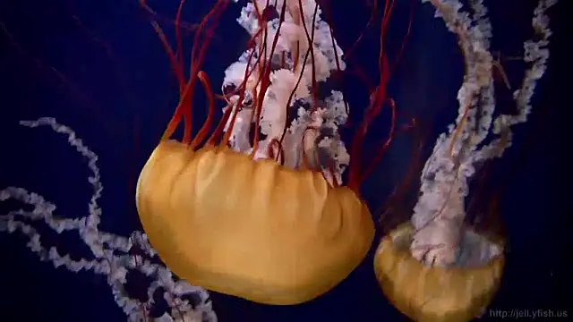 Snapshot of streamy_test11 chatting on 12.16.24 streamy test11 online show from 12.16.24