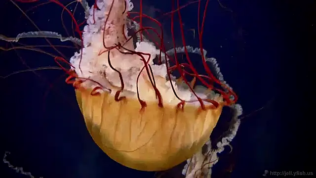 Snapshot of streamy_test11 chatting on 12.24.24 streamy test11 online show from 12.24.24