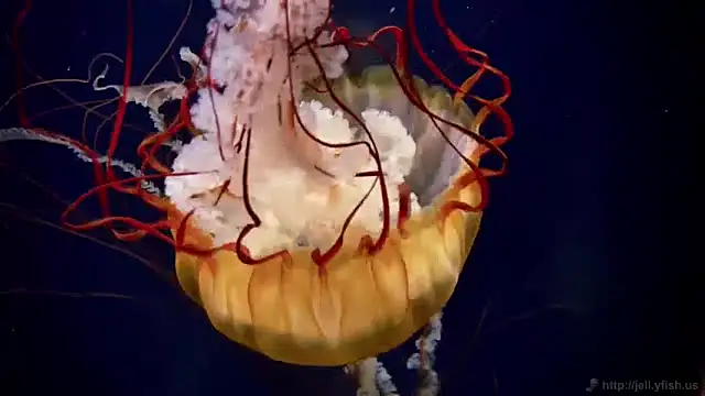 Snapshot of streamy_test11 chatting on 01.15.25 streamy test11 online show from 01.15.25