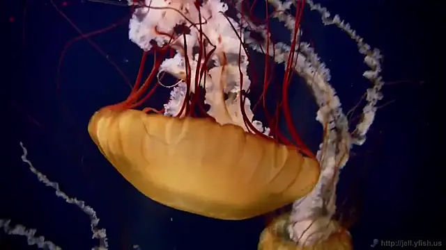 Snapshot of streamy_test11 chatting on 02.10.25 streamy test11 online show from 02.10.25