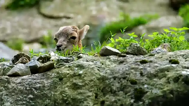 Snapshot of streamy_test11 chatting on 02.11.25 streamy test11 online show from 02.11.25