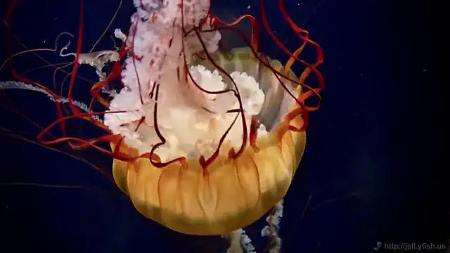 Snapshot of streamy_test11 chatting on 02.19.25 streamy test11 online show from 02.19.25