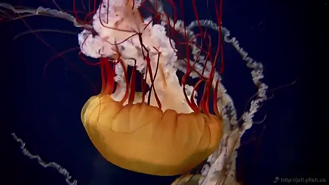 Snapshot of streamy_test11 chatting on 02.25.25 streamy test11 online show from 02.25.25