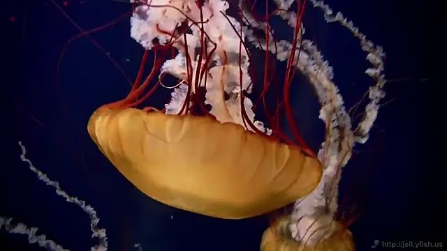 Snapshot of streamy_test11 chatting on 03.06.25 streamy test11 online show from 03.06.25