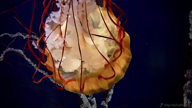 Snapshot of streamy_test11 chatting on 09.23.25 streamy test11 online show from 09.23.25