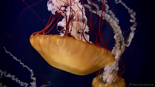 streamy test11 online show from 12.03.25