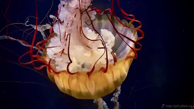 streamy test11 online show from 03.04.26