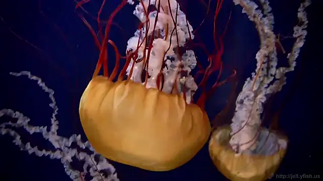 streamy test11 online show from 03.24.26