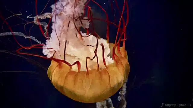 streamy test11 online show from 04.17.26