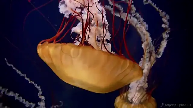 streamy test12 online show from 11.07.25