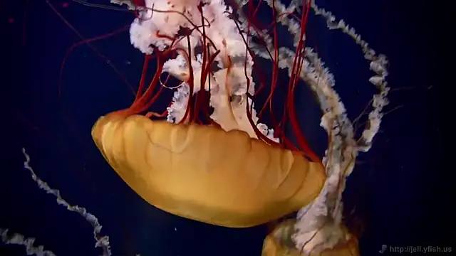 streamy test12 online show from 02.05.26