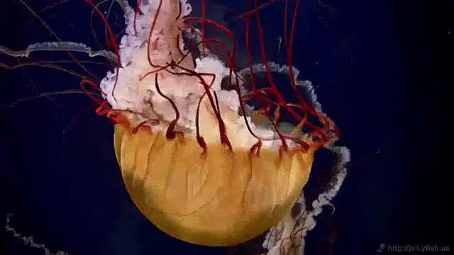 Snapshot of streamy_test13 chatting on 12.02.24 streamy test13 online show from 12.02.24