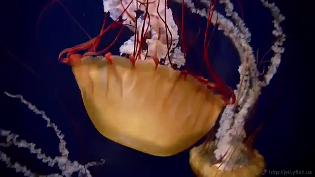 Snapshot of streamy_test13 chatting on 12.03.24 streamy test13 online show from 12.03.24