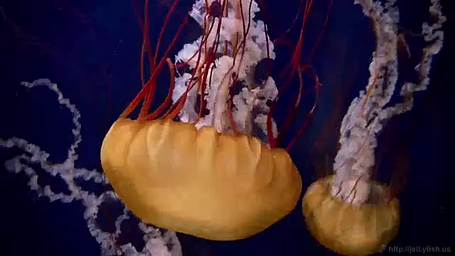 Snapshot of streamy_test13 chatting on 12.09.24 streamy test13 online show from 12.09.24