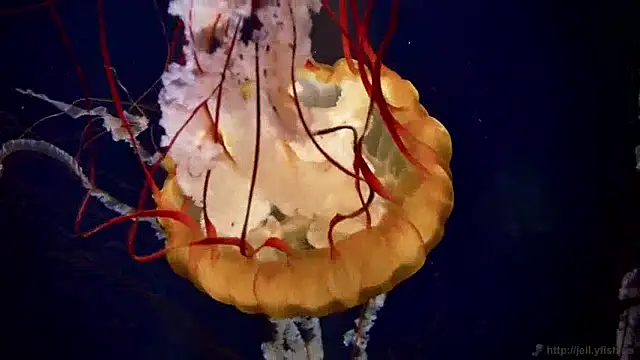 Snapshot of streamy_test13 chatting on 12.10.24 streamy test13 online show from 12.10.24