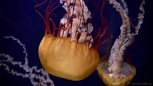 Snapshot of streamy_test13 chatting on 12.13.24 streamy test13 online show from 12.13.24