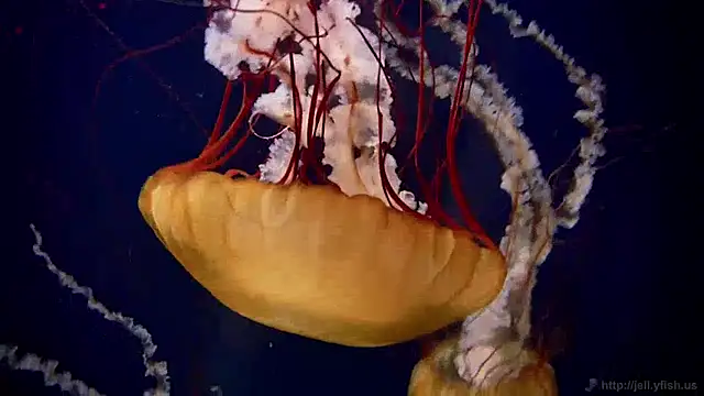 Snapshot of streamy_test13 chatting on 12.16.24 streamy test13 online show from 12.16.24