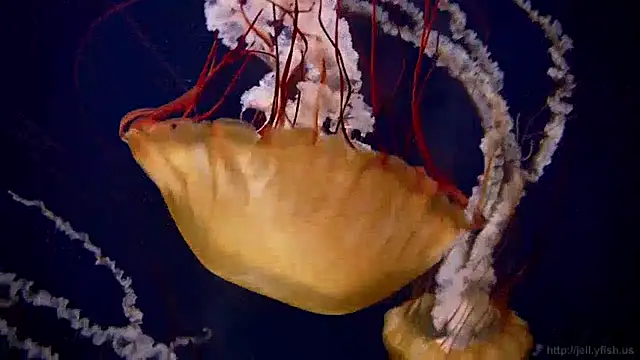 Snapshot of streamy_test13 chatting on 12.17.24 streamy test13 online show from 12.17.24