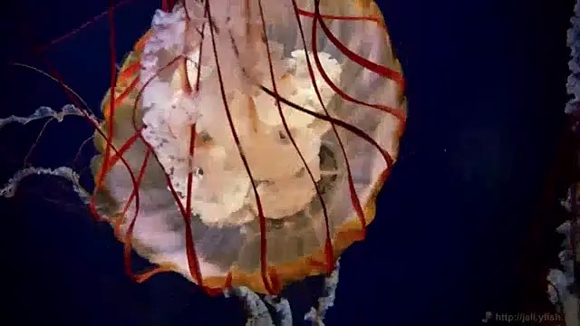 Snapshot of streamy_test13 chatting on 12.20.24 streamy test13 online show from 12.20.24