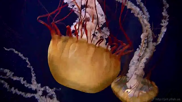 Snapshot of streamy_test13 chatting on 01.03.25 streamy test13 online show from 01.03.25