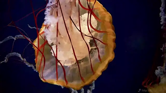 Snapshot of streamy_test13 chatting on 01.15.25 streamy test13 online show from 01.15.25