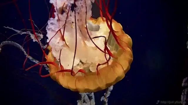 Snapshot of streamy_test13 chatting on 01.23.25 streamy test13 online show from 01.23.25