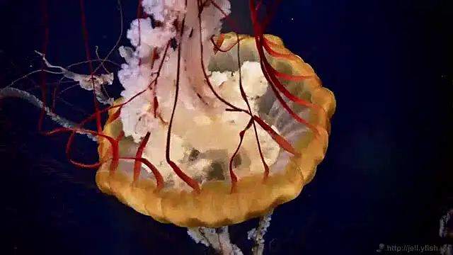 Snapshot of streamy_test13 chatting on 01.28.25 streamy test13 online show from 01.28.25