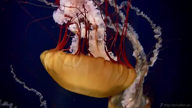 Snapshot of streamy_test13 chatting on 02.17.25 streamy test13 online show from 02.17.25