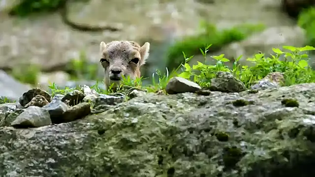 Snapshot of streamy_test13 chatting on 02.21.25 streamy test13 online show from 02.21.25