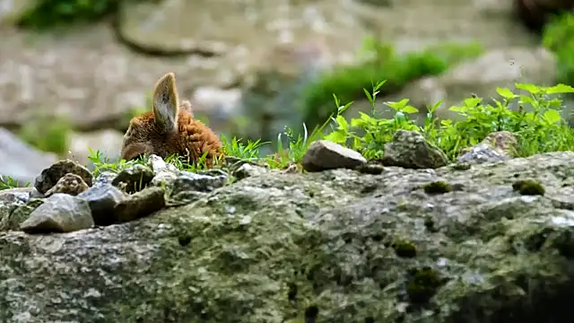 Snapshot of streamy_test13 chatting on 02.28.25 streamy test13 online show from 02.28.25