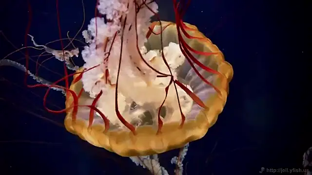 Snapshot of streamy_test13 chatting on 03.07.25 streamy test13 online show from 03.07.25