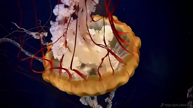 Snapshot of streamy_test13 chatting on 03.11.25 streamy test13 online show from 03.11.25