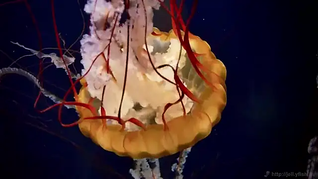 Snapshot of streamy_test13 chatting on 03.14.25 streamy test13 online show from 03.14.25